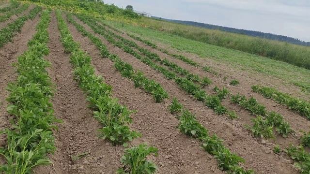 ЕЖИ ПРОТИВ ДИСКОЕЖЕЙ...что лучше по высокой картошке. смотреть онлайн