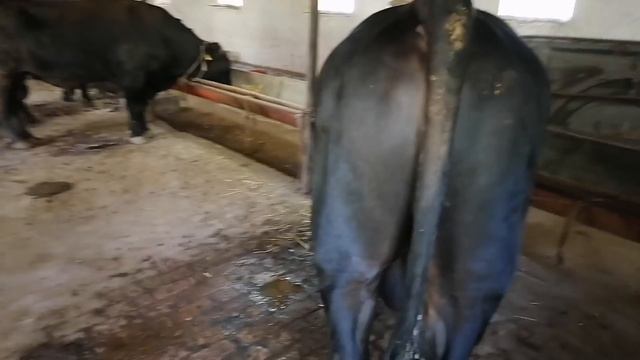 Uy Sharoitida 1 To'nnalik ANGUS No'vvoslar Boqish Sirlari +998972754440