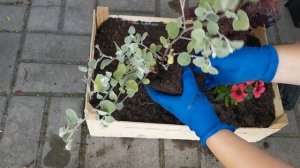 Композиции с колеусом