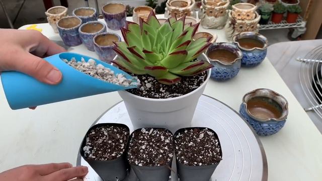#408 FUNGAL ROT ON SUCCULENT! WHAT TO DO? | CỨU SEN ĐÁ BỊ NẤM смотреть онлайн