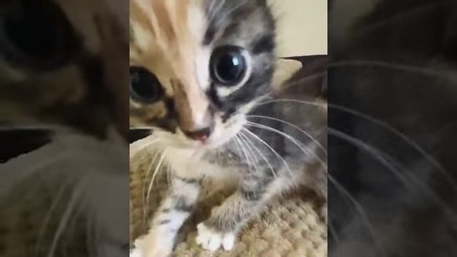мяу? смотреть онлайн