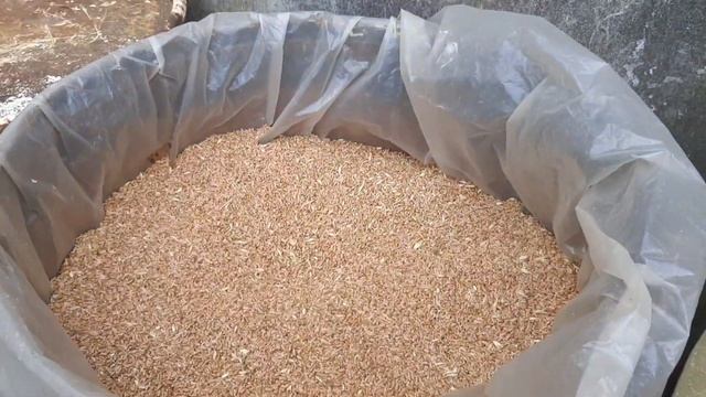Запаслись зерном . Купили пол тонны пшеницы. смотреть онлайн