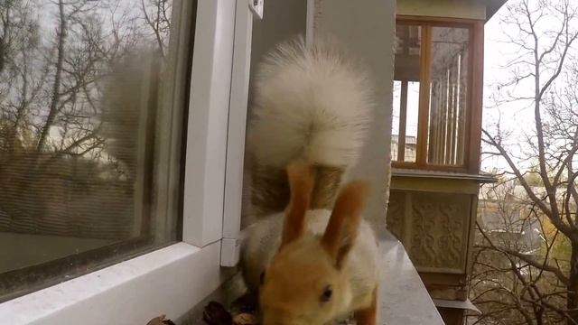 Что снится кошке? смотреть онлайн