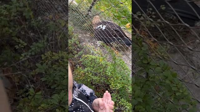 В Московском зоопарке смотреть онлайн