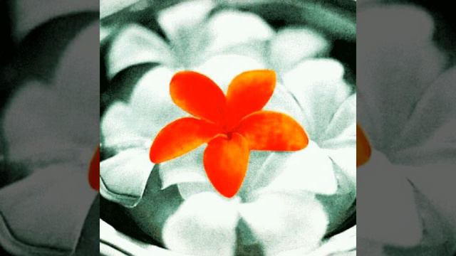 Aqua Timez　『Plumeria ～Hana Uta～( Instrumental)』 смотреть онлайн