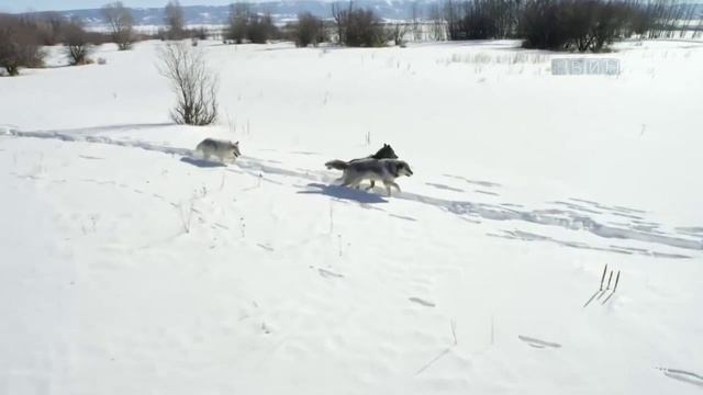 Осторожно, волки. смотреть онлайн