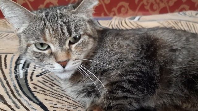 БЕРЕМЕННОСТЬ КОШКИ ОТ А-Я ЖДЕМ ПОПОЛНЕНИЯ В МАЕ. 20 ДЕНЬ БЕРЕМЕННОСТИ смотреть онлайн