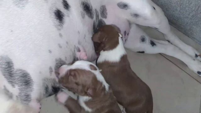 tomando tete pitbull spike смотреть онлайн