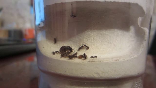 Мои Lasius Niger. 16.02.2015 - II.