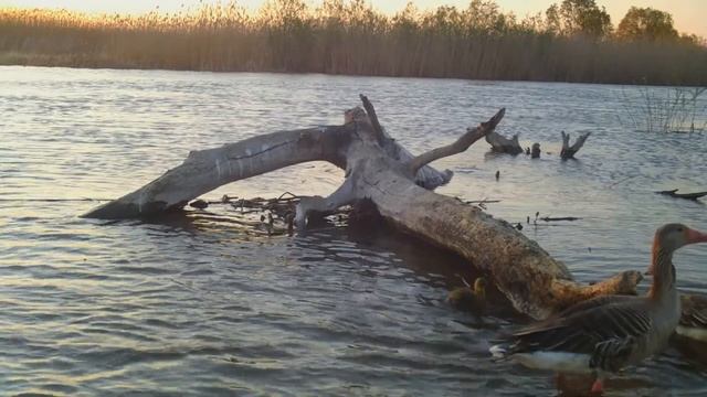 Фотоловушки. Серые гуси с выводком смотреть онлайн