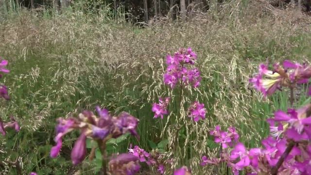 Lychnis viscaria L. - smolnička obecná смотреть онлайн