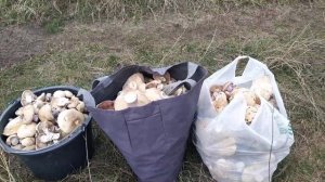 Собираем гриб синеножка, как растёт и где растёт синеножка.