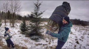 Бесплатная елка от государства в Новый год. Это реально и легально.