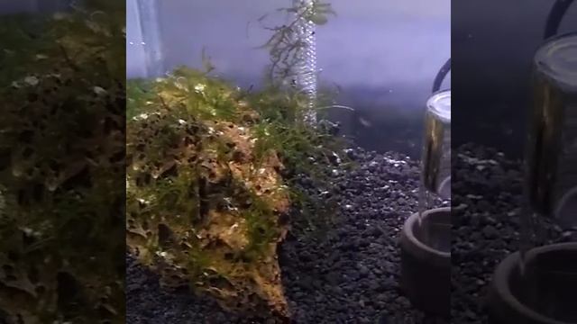 Proses Kerja Sochting Oxydator Mini смотреть онлайн