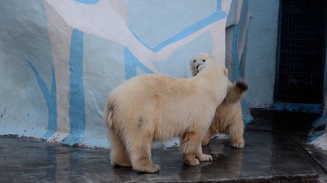 Мишка-задира.