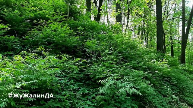 🌿Природа Архангельское🌿 Полный релакс❤ Звуки природы. Пение птиц. смотреть онлайн