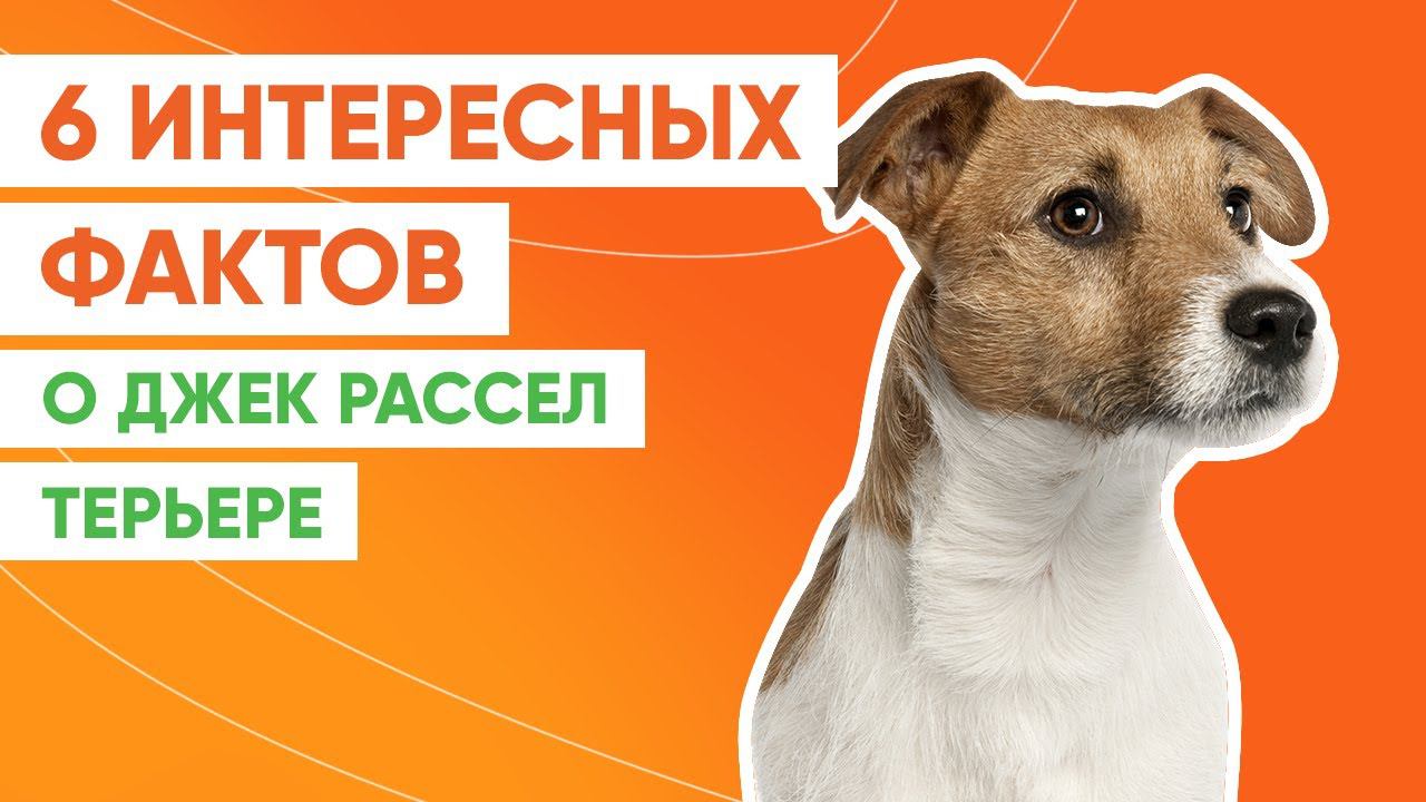 6 интересных фактов о джек-рассел-терьере смотреть онлайн