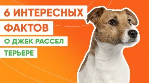 6 интересных фактов о джек-рассел-терьере
