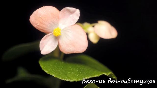ЦВЕТЫ ДОМАШНИЕ Татьяны. @dacha_tani смотреть онлайн