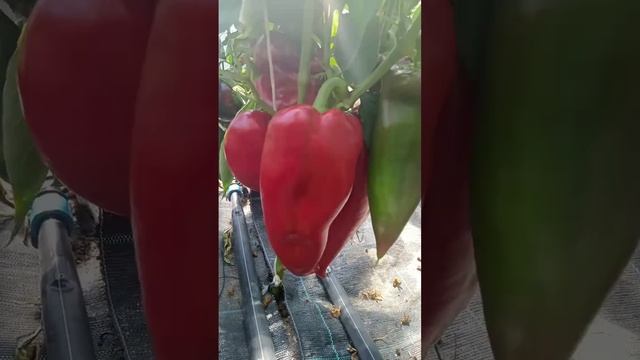 Сладкий перец Воловье ухо смотреть онлайн