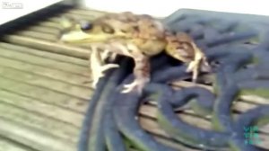 Funny Screaming Frog Compilation