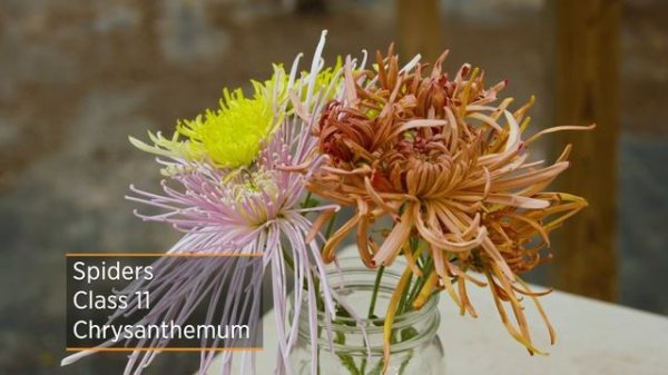 A Variety of Chrysanthemums at King's Mums