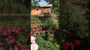 Пион Миртл Джентли Пион Соланж Роза Анжела, Бордо, Баронесса