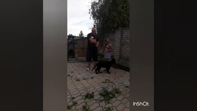 Обучение юного кинолога и щенка немецкой овчарки. смотреть онлайн