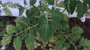 Белые пятна на листьях томатов