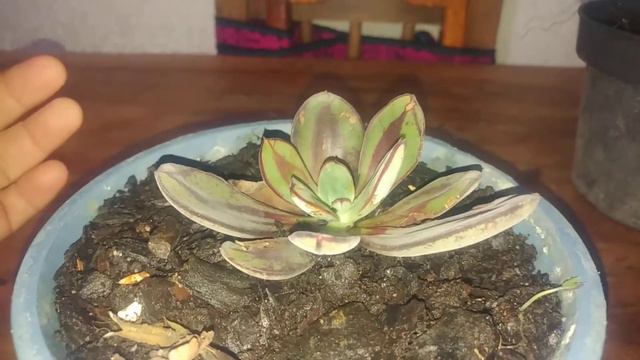 Echeveria Nodulosa смотреть онлайн
