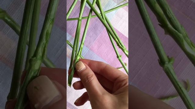 НЕ ВЯНЕТ и долго стоит в вазе если у Гортензии повредить нижнюю часть стебля смотреть онлайн