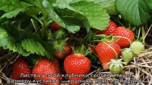 Клубника Цунаки