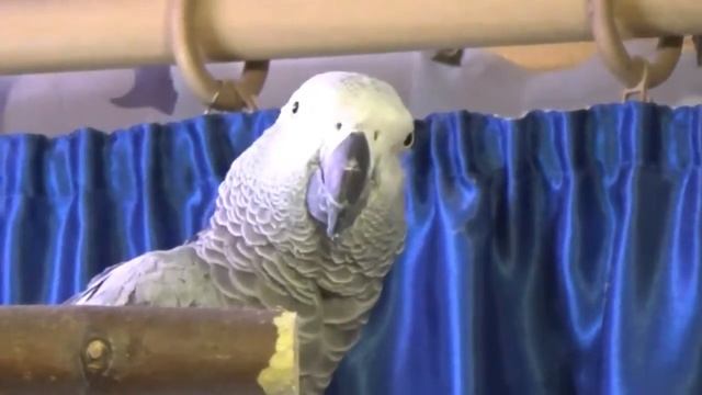 Попугай Жако природник - Первые звуки, учимся говорить Jacquot parrot смотреть онлайн