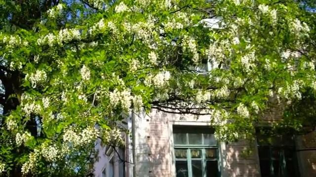 АКАЦИЯ смотреть онлайн