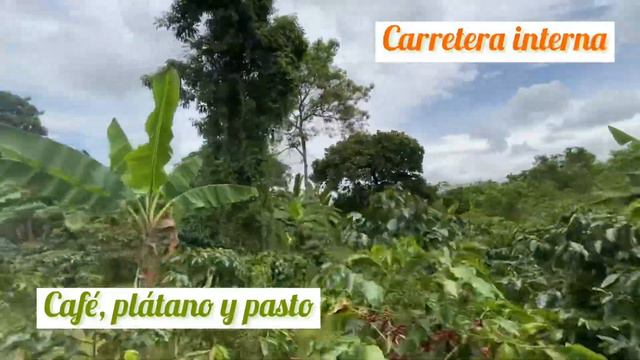 Se vende finca CAFETERA en Quimbaya Quindío a 35 minutos de Armenia смотреть онлайн