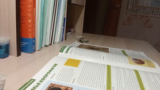 Обзор журнала жуки и пауки выпуск номер 44 смотреть онлайн