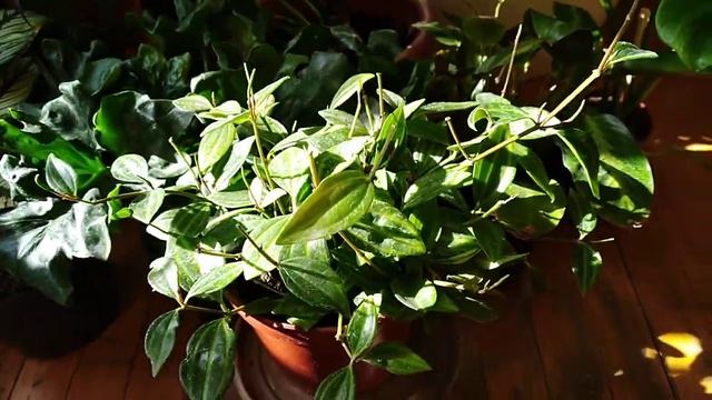 Комнатные цветы. Фикус.Филодендрон.Калатея.Сансевьерия.