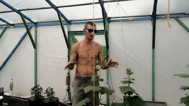 Что тебе надо знать о гидропонике смотреть онлайн