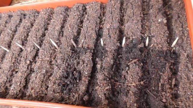 Посев Томатных Гномов для открытого грунта. Когда сеять Гномов? Обзор рассады томатов 2022. смотреть онлайн