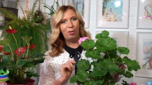 Гортензия крупнолистная. Уход за домашними растениями