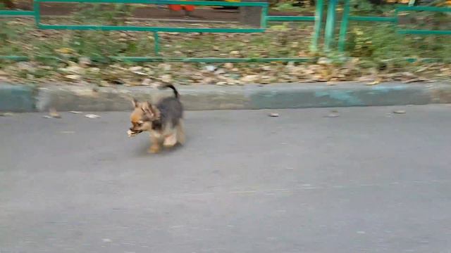 Щенок чихуахуа д/ш смотреть онлайн