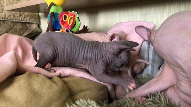 Маленькие котята Сфинкс | Отрывок из будней ? #сфинкс