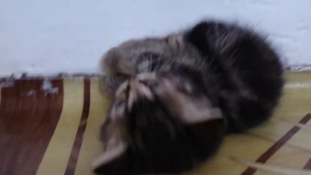 Британский котенок (очень милый котенок) смотреть онлайн
