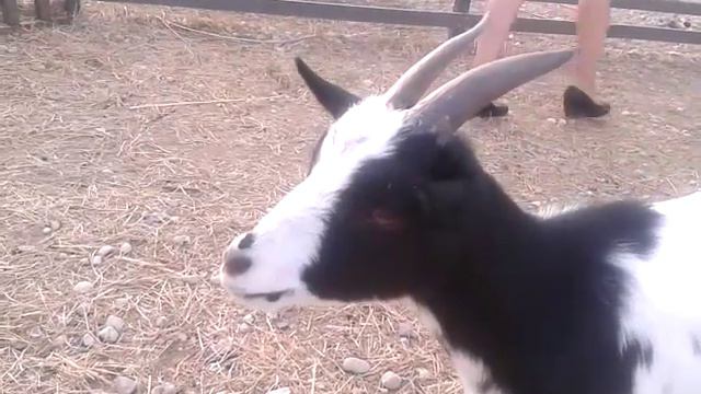 истеричная коза смотреть онлайн