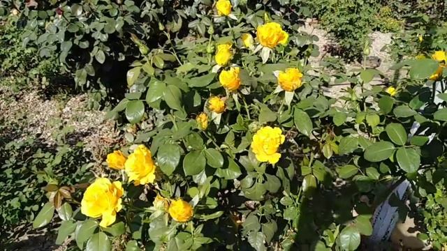 Керио. Желтая роза. Классика жанра смотреть онлайн