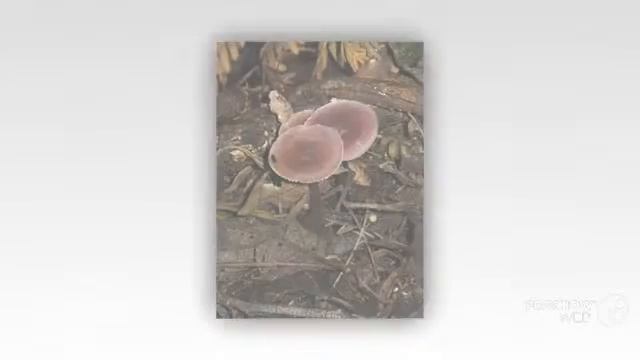 Mycena kurramulla - fungi kingdom смотреть онлайн