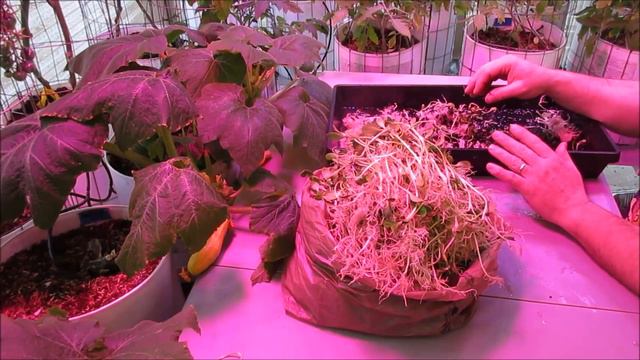 How to Grow 3 lbs of Sunflower Microgreens смотреть онлайн