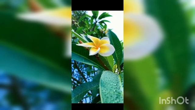 Beautiful Plumeria alba flowering..... ? смотреть онлайн