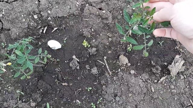 ЧУДО-ТОМАТ! ДЛЯ ПОДНЯТИЯ НАСТРОЕНИЯ! смотреть онлайн