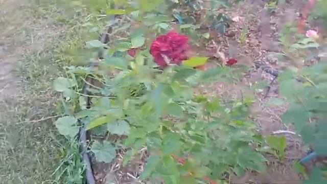Розы сами напросились! Черный принц: большой букет для любви. смотреть онлайн